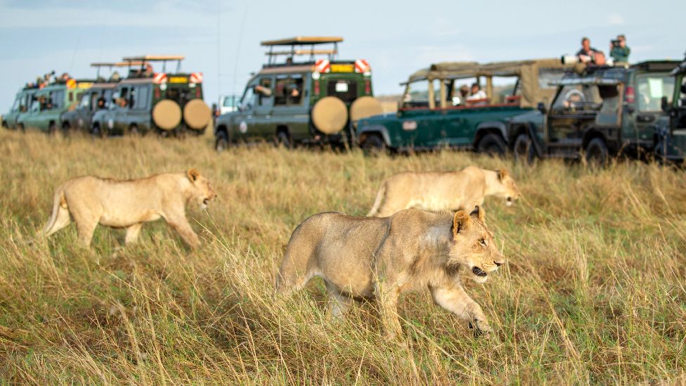 Government bans the use of private vehicles for  game drives in Maasai Mara